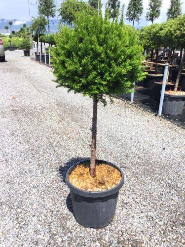 Yew 1.50 - 1.70 m Taxus baccata