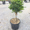 Pin alb japonez Negishi 1.00 - 1.20 m  Pinus parvifolia "Negishi"
