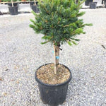 Pin alb japonez Negishi 1.00 - 1.20 m  Pinus parvifolia "Negishi"