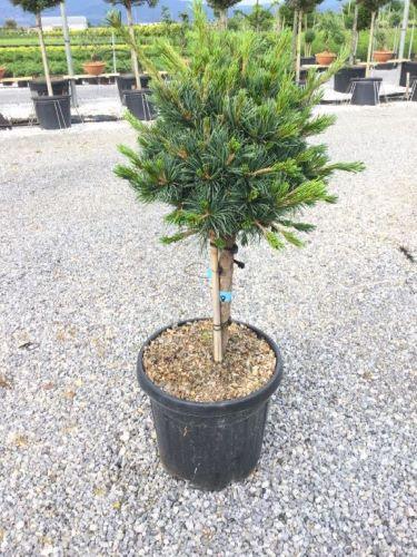 Negishi Japanese white pine 1.00 - 1.20 m Pinus parvifolia "Negishi"