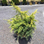 Cedru „Golden Horizon” 0.80 - 1.00 m  Cedrus deodara „Golden Horizon”
