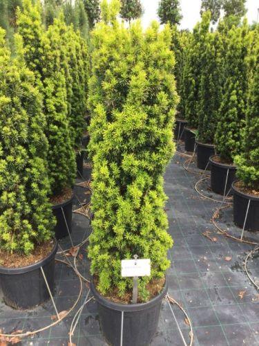 Columnar golden yew 1.00 - 1.20 m Taxus baccata Fastigiata Aurea"
