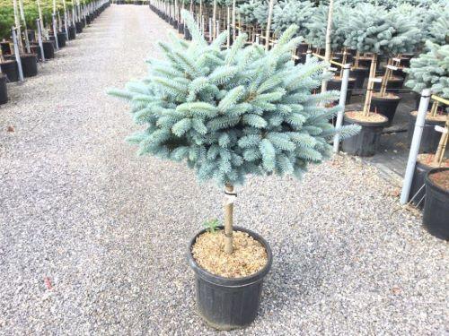 Globular silver spruce 0.80 - 1.20 m Picea pungens Glauca Globosa""
