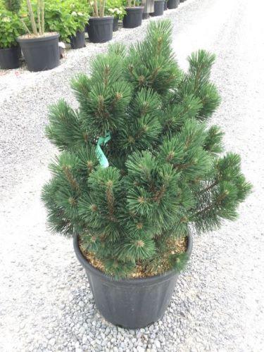 Pin pitic Columbo" 0.50 m - 0.80 m Pinus mugo "Columbo"