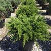 Compact Atlantica cedar 0.50 - 1.00 m Cedrus atlantica Compacta"