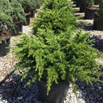 Compact Atlantica cedar 0.50 - 1.00 m Cedrus atlantica Compacta"