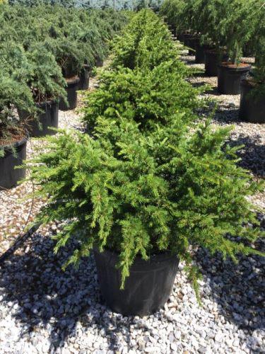 Compact Atlantica cedar 0.50 - 1.00 m Cedrus atlantica Compacta"