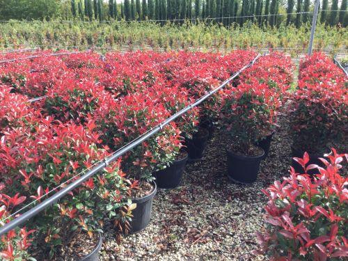 Photinia Carre Rouge" minge 0.80 - 1.00 m Photinia x fraseri "Carre Rouge"