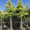 Cedru „Golden Horizon” 2.50 - 3.50 m  Cedrus deodara „Golden Horizon”