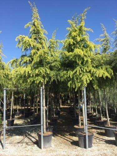 Cedar "Golden Horizon" 2.50 - 3.50 m Cedrus deodara "Golden Horizon"