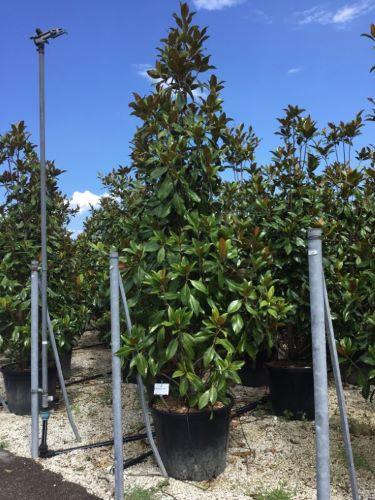 Magnolia evergreen Goliath" 2.00 - 2.50 m Magnolia grandiflora "Goliath"