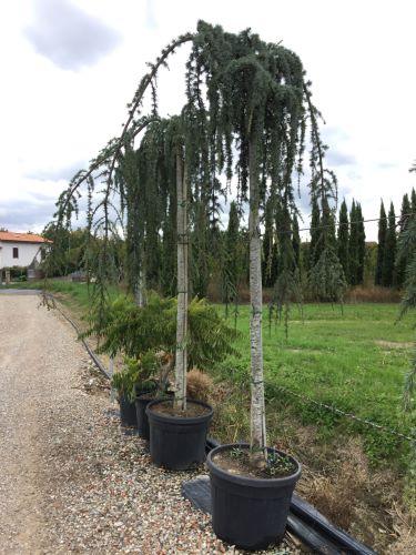 Flowing silver cedar 2.00 - 2.50 m Cedrus atlantica glauca pendula
