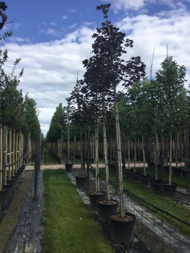 Artar rosu Crimson King" 2.50 - 3.00 m Acer platanoides "Crimson King"