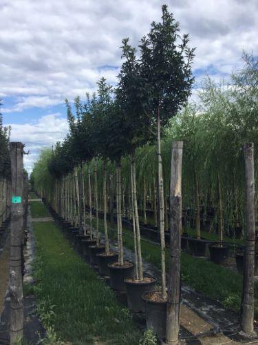 Ash Autumn Purple" 2.00 - 2.50 m Fraxinus americana "Autumn Purple"