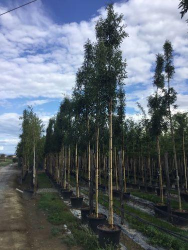 Raywood ash" 3.00 - 3.50 m Fraxinus angustifolia "Raywood"