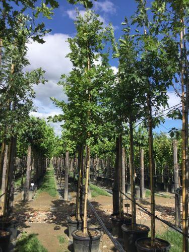 Pedunculate oak 3.00 - 4.00 m Quercus robur