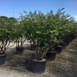 Euonymus alatus multitulpinal 1.50 - 1.80 m  Euonymus alatus