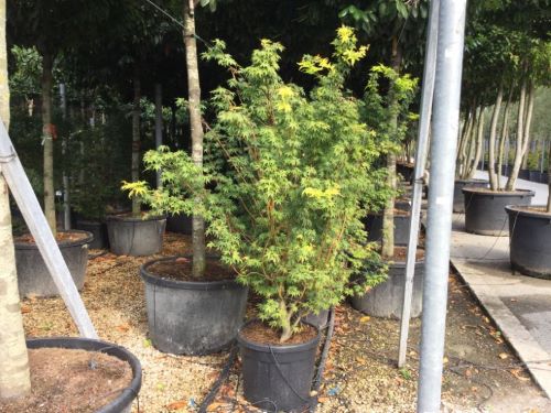 Japanese maple 'Sango Kaku'' 1.70 - 2.00 m Acer palmatum 'Sango Kaku''