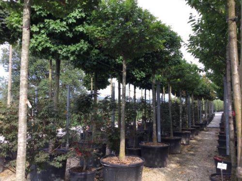 Marsh oak Green Dwarf" 2.00 - 2.50 m Quercus palustris "Green Dwarf"