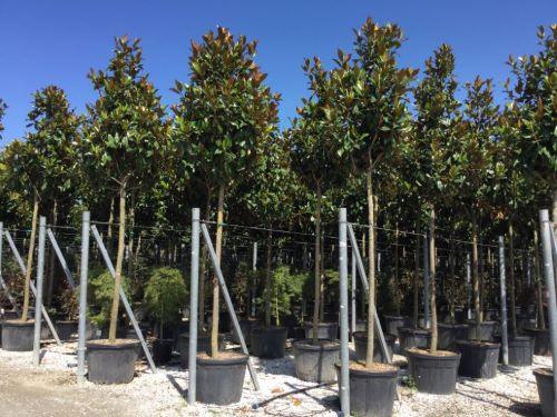 Magnolia evergreen Goliath" tree 2.50 - 3.50 m Magnolia grandiflora "Goliath"