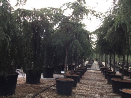 Himalayan Cedar Pendula" 2.50 - 3.00 m Cedrus deodora "Pendula"