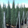 Virginia juniper Blue Arrow" 1.50 - 1.70 m Juniperus virginiana "Blue Arrow"
