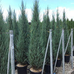 Virginia juniper Blue Arrow" 1.50 - 1.70 m Juniperus virginiana "Blue Arrow"