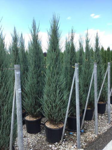 Ienupar de Virginia Blue Arrow" 1.50 - 1.70 m Juniperus virginiana "Blue Arrow"