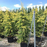 Himalayan cedar Aurea" 1.75 - 2.00 m Cedrus deodara "Aurea"