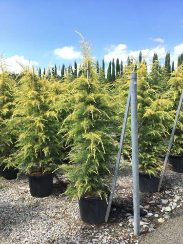 Himalayan cedar Aurea" 1.75 - 2.00 m Cedrus deodara "Aurea"