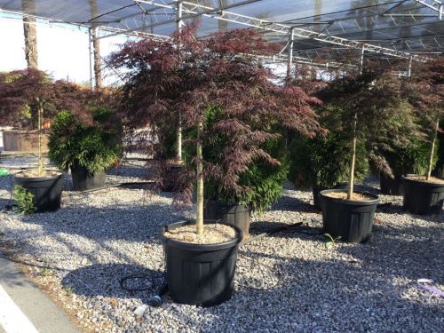 Japanese maple Inaba Shidare" 2.00 m Acer palmatum dissectum "Inaba Shidare"