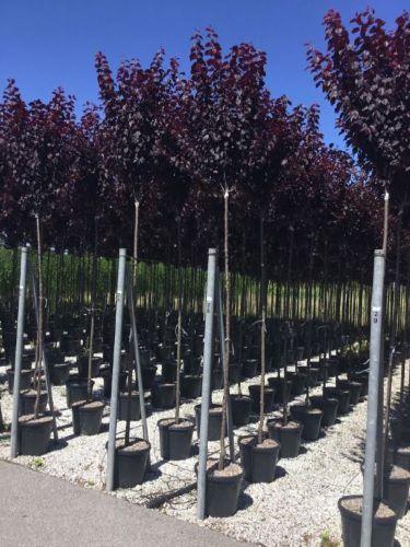Corcodus red Pissardii" tree 2.50 - 3.00 m Prunus cerasifera "Pisardii"