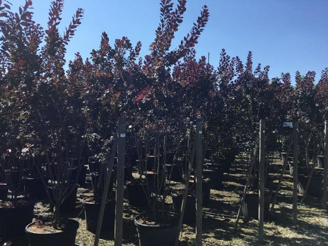 Scumpie „Royal Purple” 1.50 - 1.75 m Cotinus coggygria „Royal Purple”