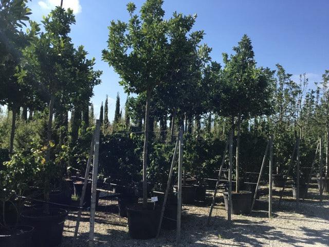 Magnolia virginiana Glauca" tree 3.00 - 3.50 m Magnolia virginiana "Glauca"