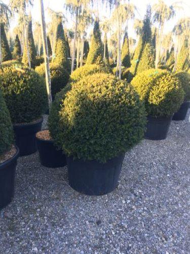 Ball yew 0.80 m - 1.20 m Taxus baccata