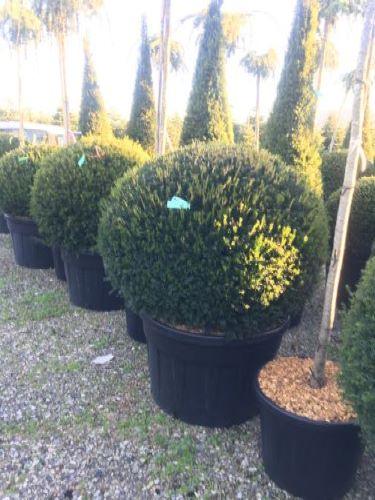 Ball yew 0.80 m - 1.20 m Taxus baccata