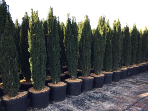 Columnar yew 2.00 - 2.20 m Taxus baccata Fastigiata"