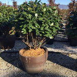 Laur englezesc Novita" multitulpinal 1.00 - 1.40 m  Prunus laurocerasus" Novita"