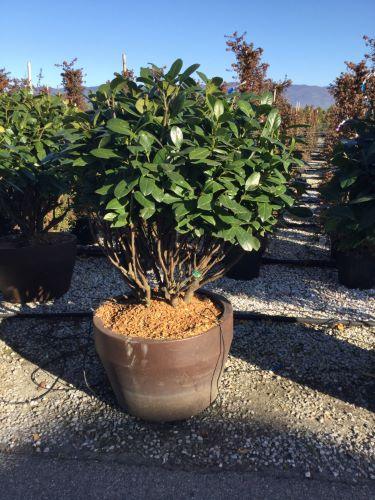 English laurel Novita" multistemmed 1.00 - 1.40 m Prunus laurocerasus" Novita"
