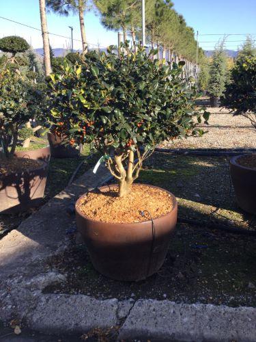 Ilex Nellie R.Stevens" multi-stemmed 1.50 - 1.75 m Ilex mutchagara "Nellie R.Stevens"