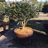Ilex Nellie R.Stevens" multitulpinal 1.50 - 1.75 m  Ilex mutchagara "Nellie R.Stevens"