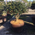 Ilex Nellie R.Stevens" multitulpinal 1.50 - 1.75 m  Ilex mutchagara "Nellie R.Stevens"