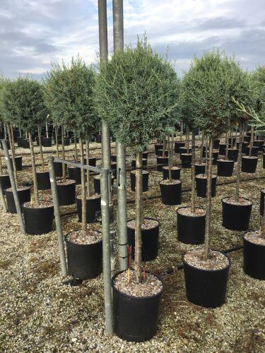 Fastigiata Arizona cypress 1.50 - 1.70 m Cupressus arizonica 'Fastigiata'
