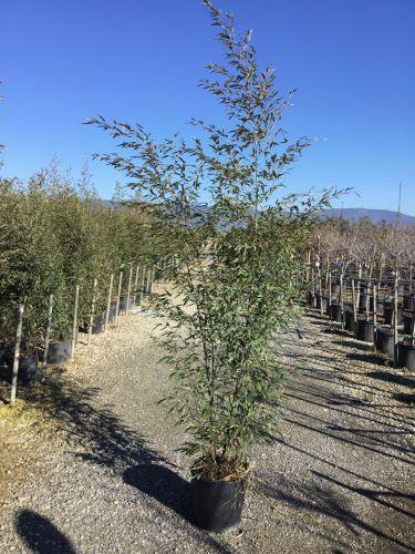 Bambus negru 1.50 -2.00 m Phyllostachys nigra