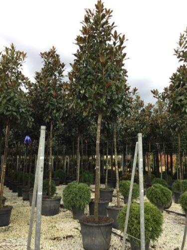 Magnolia evergreen Goliath" tree 2.50 - 3.50 m Magnolia grandiflora "Goliath"