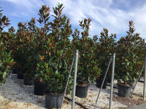 Magnolia evergreen Goliath" 2.00 - 2.50 m Magnolia grandiflora "Goliath"