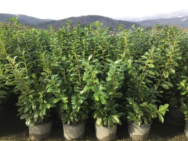 Laur englezesc Novita" 1.30 - 1.50 m Prunus laurocerasus" Novita"