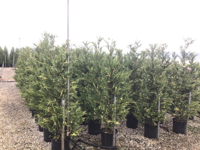 Variegated cypress leylandii 1.70 - 2.00 mx Cupressocyparis leylandii Variegatus"