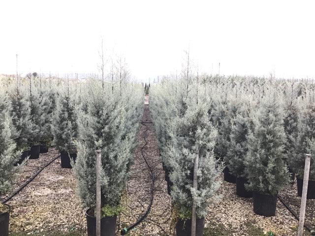 Chiparos de Arizona fastigiat 1.75 - 2.00 m Cupressus arizonica ‘Fastigiata’