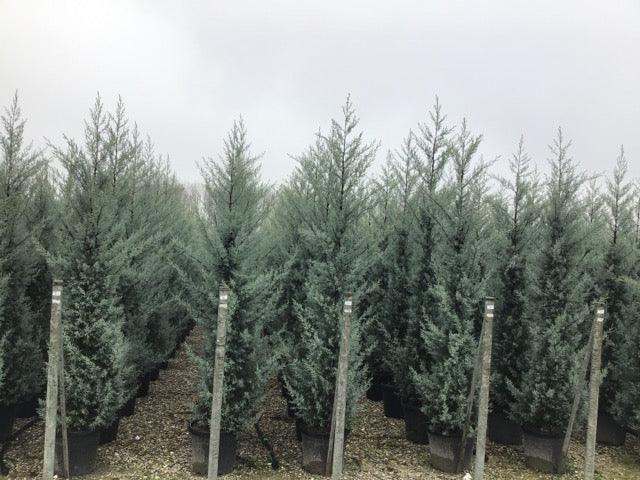 Chiparos de Arizona fastigiat 2.00 - 2.50 m Cupressus arizonica ‘Fastigiata’